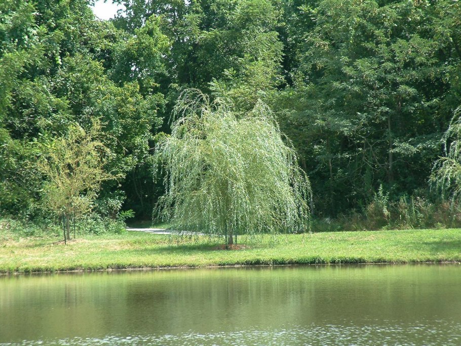Ива Вавилонская (Salix babylonica)