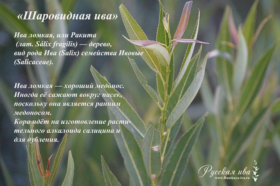 Бриллиантовая Ива дерево