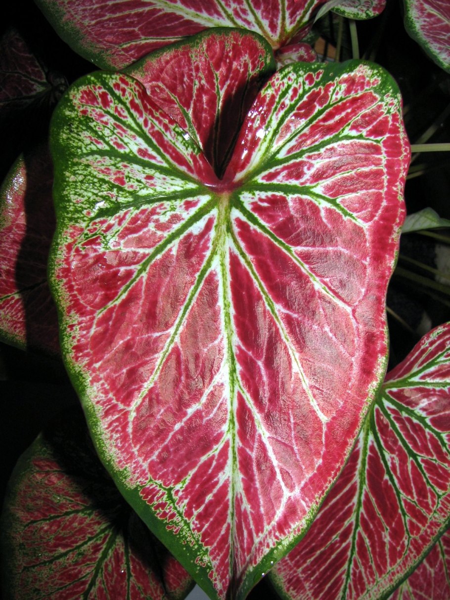 Растение каладиум