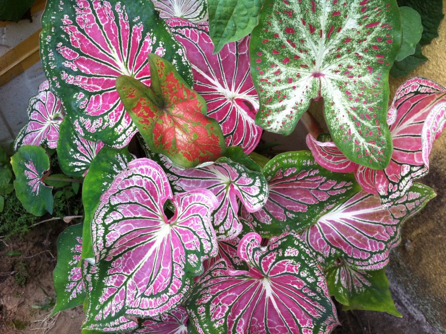 Каладиум биколор гибрид Freja