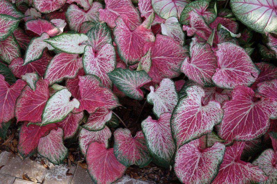 Растение каладиум