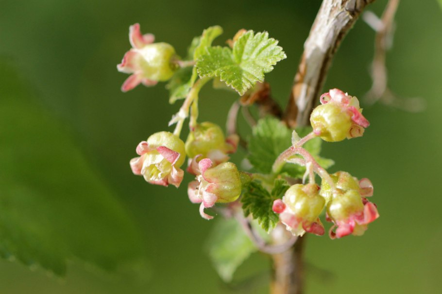 Ribes niveum куст