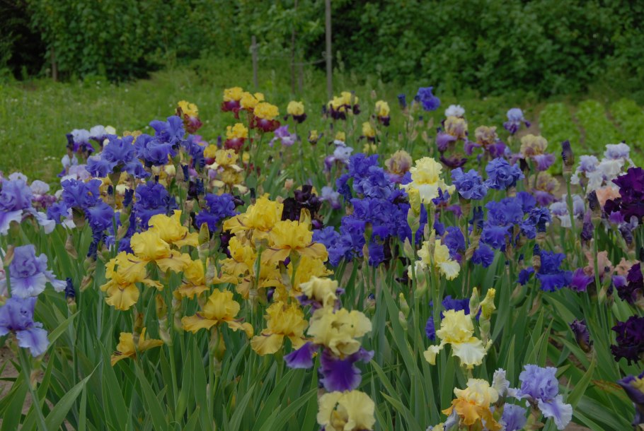 Ирис Сибирский (Iris sibirica `Imperial Opal`)