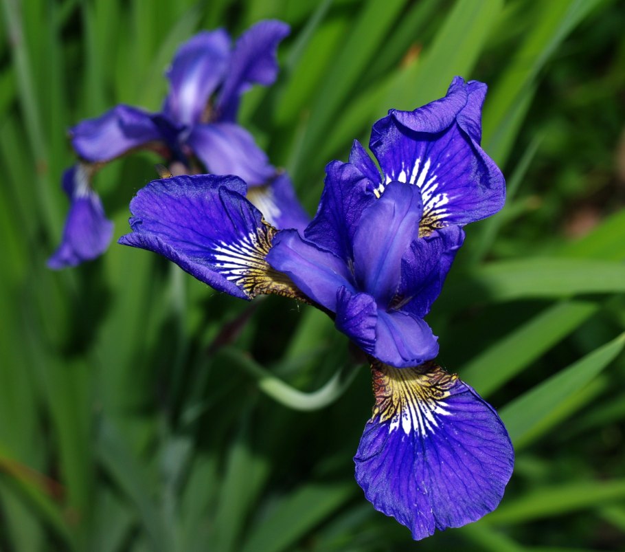 Ирис Сибирский (Iris sibirica `Barcelona`)