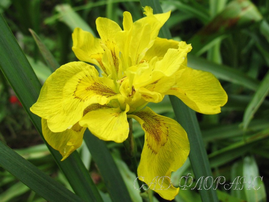 Ирис Сибирский Iris sibirica