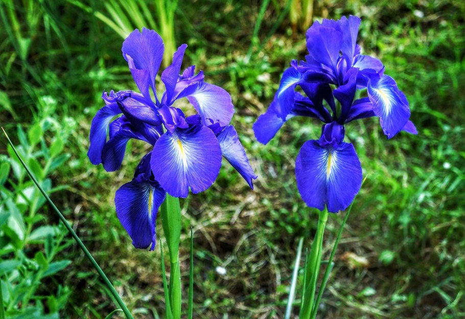 Ирис мечевидный (Iris ensata)