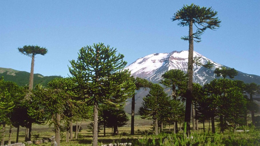 Араукария в Южной Америке