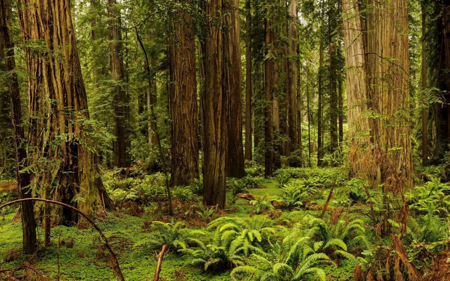 Redwood State Park CA USA