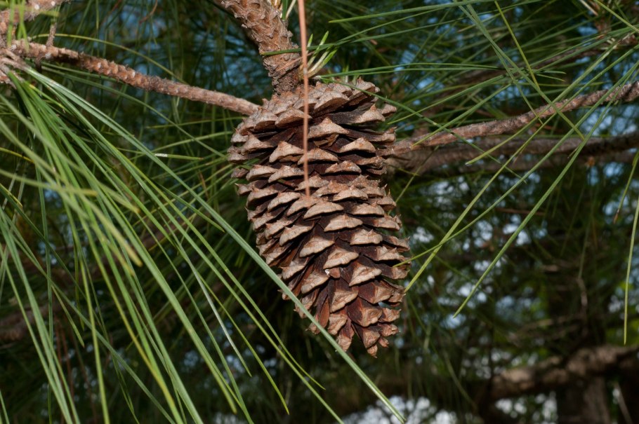 Дерево штата Арканзас - сосна ладанная (Pinus Taeda)