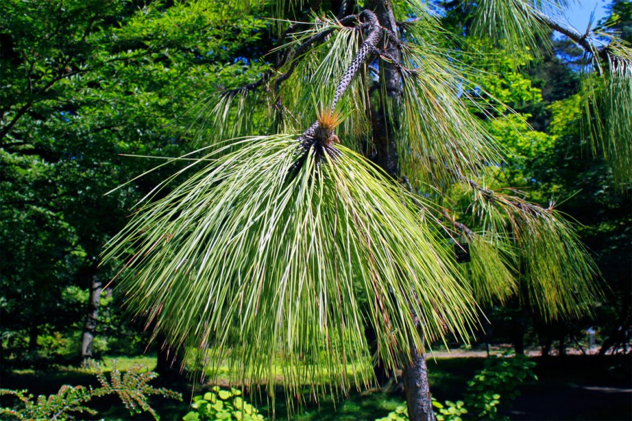Сосна Болотная, длиннохвойная Pinus palustris