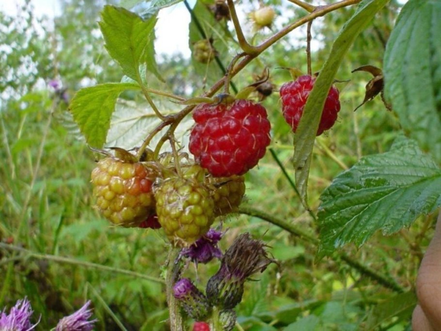 Фруктовый сад малина