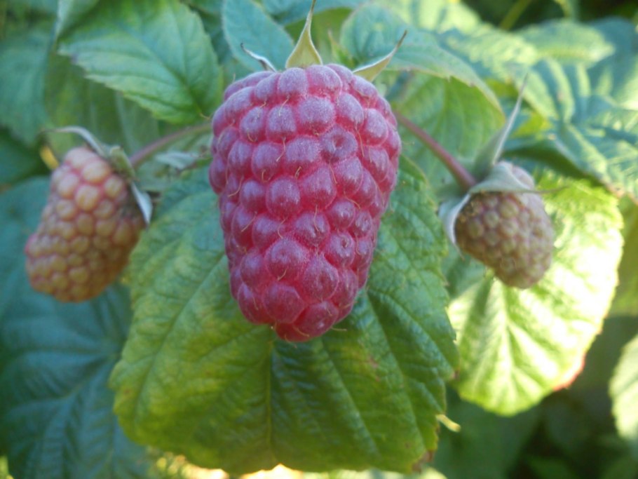 Малина ремонтантная желтая лучшие