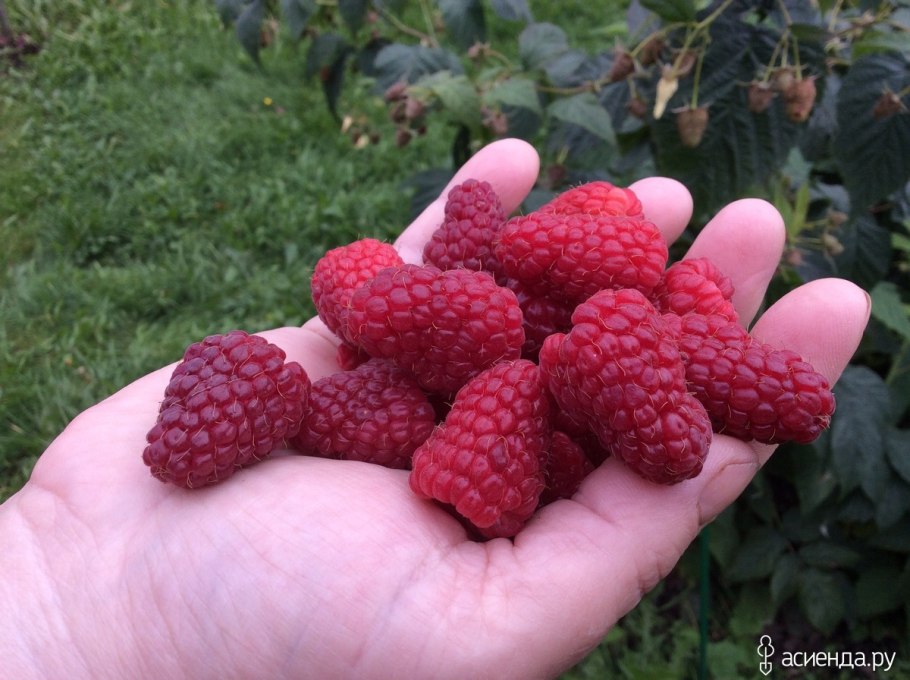 Калина малина кустарник