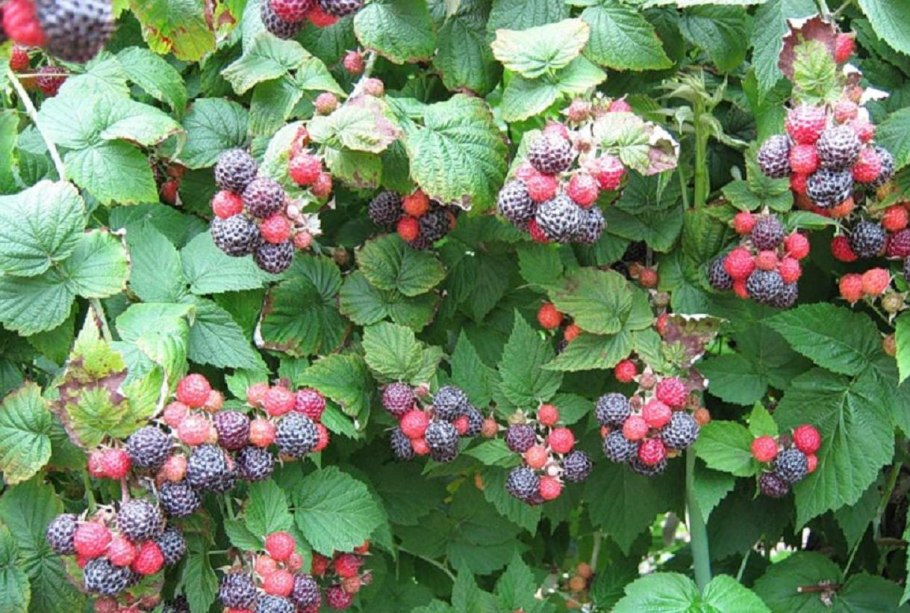 Ремонтантная малина в июне