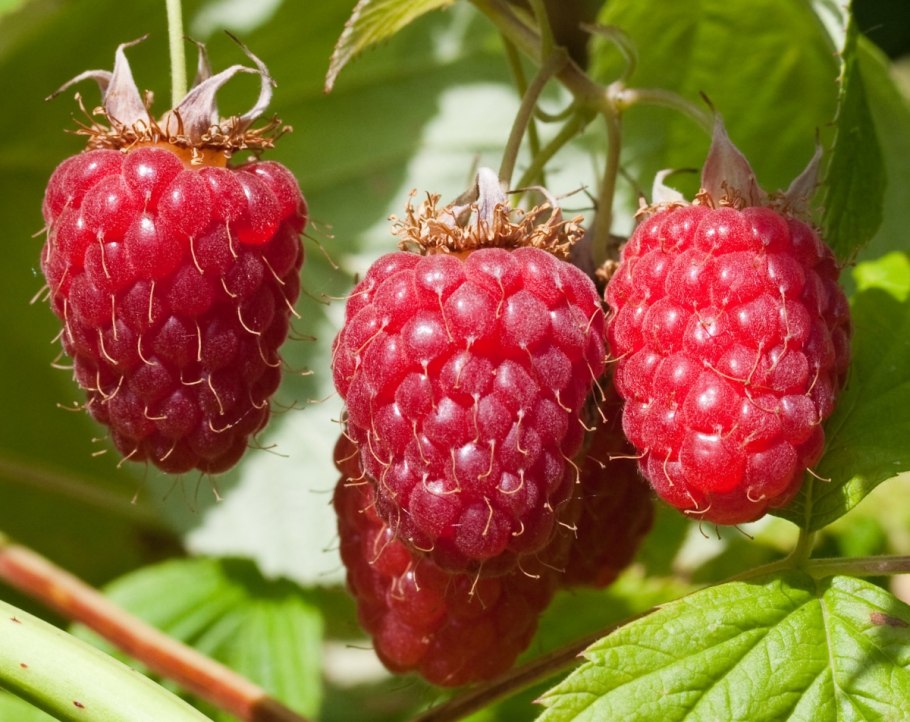 Зеленая Неспелая малина