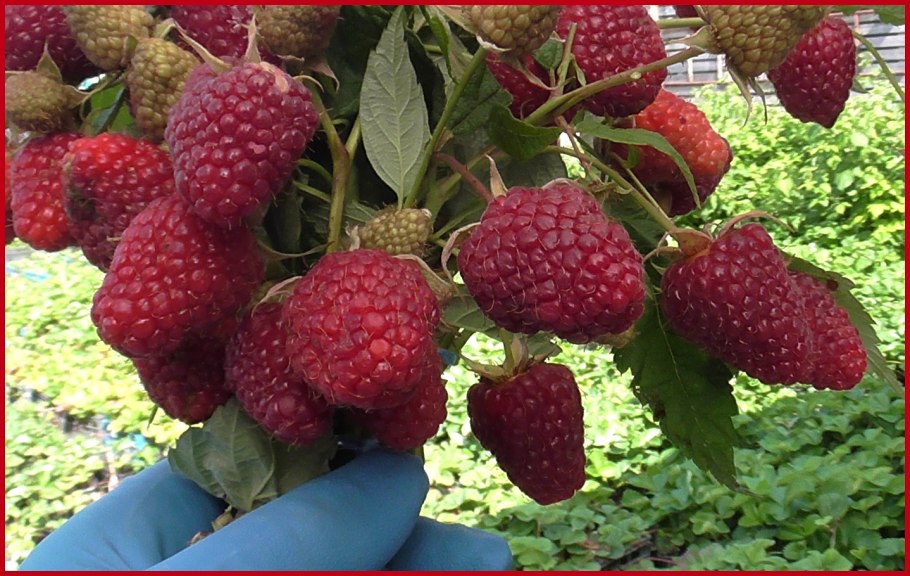 Малина ремонтантная куст