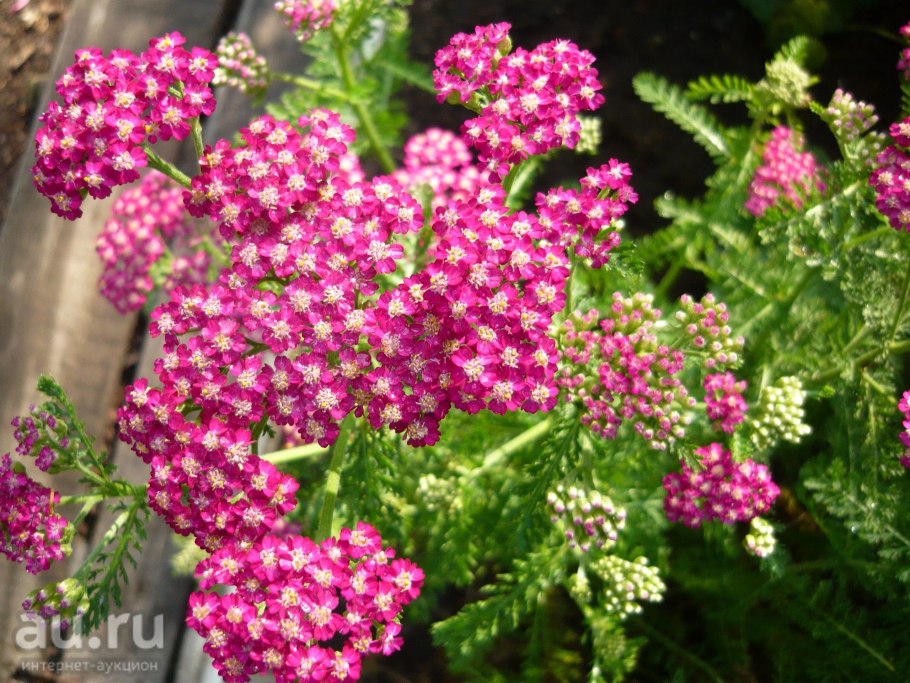 Малина на даче