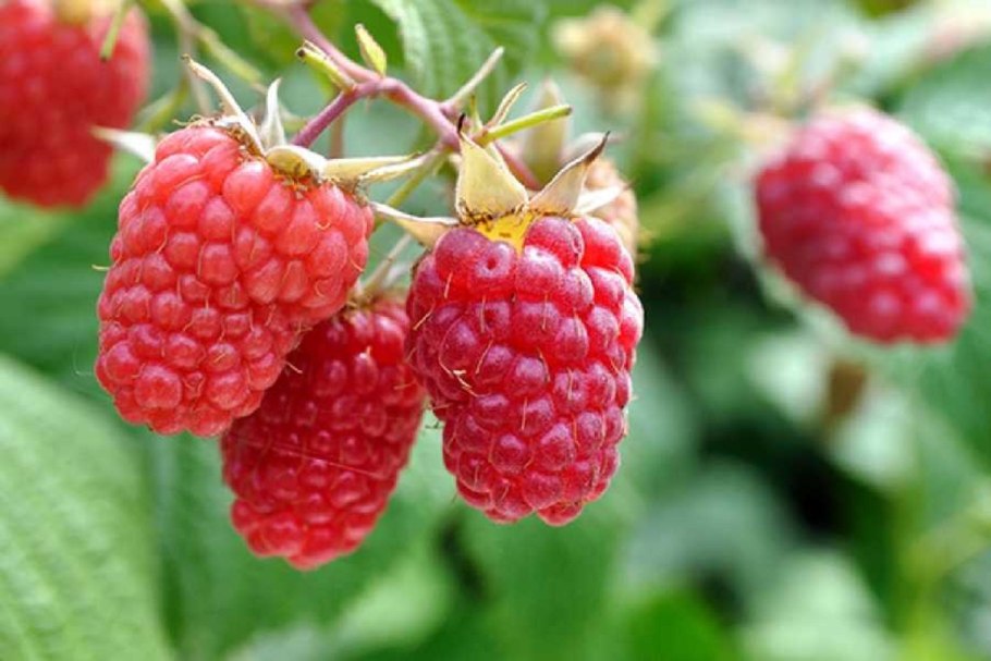 Малина ремонтантная Полана