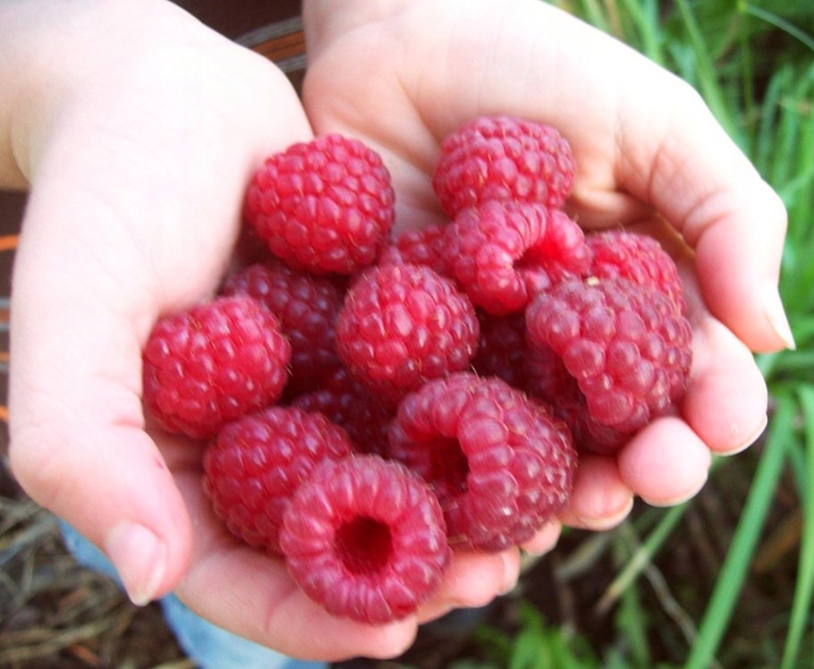 Малина ремонтантная гигант оранжевая