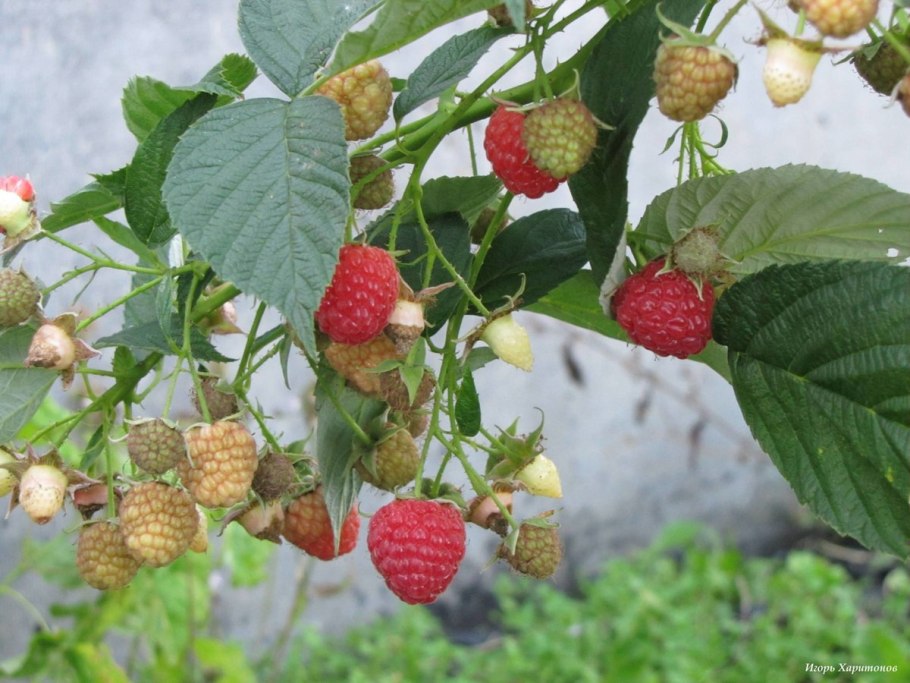 Малина многолетнее растение