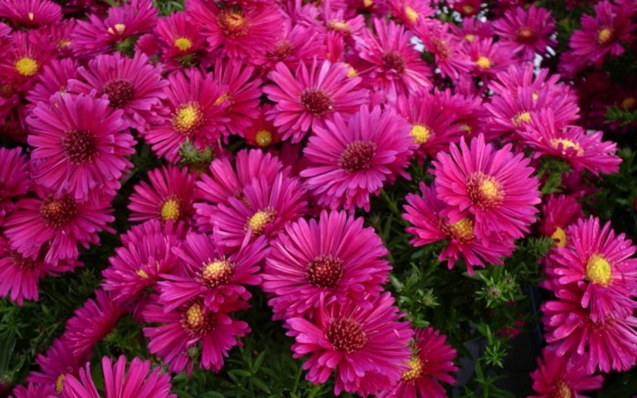 Малина ремонтантная Брянское диво