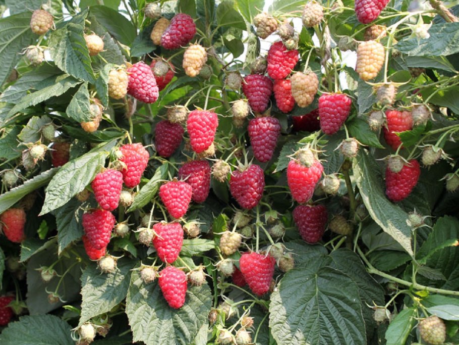 Малина августовское чудо