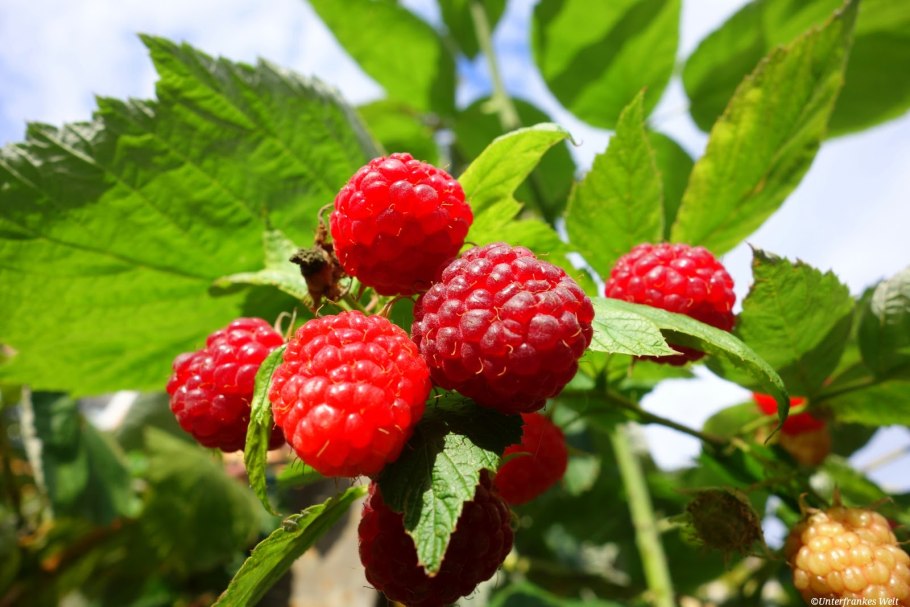 График подкормки ремонтантной малины