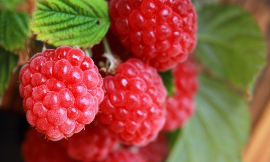 Тысячелистник бордовый