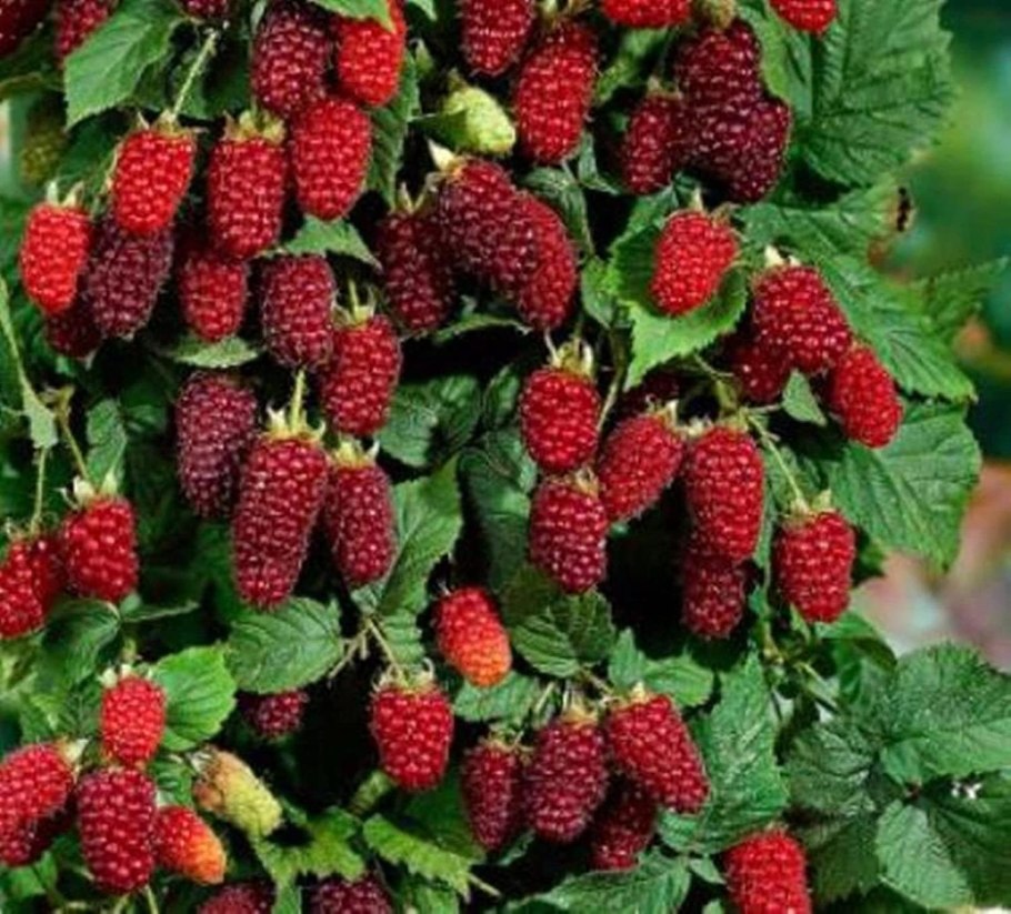 Малина Геракл куст