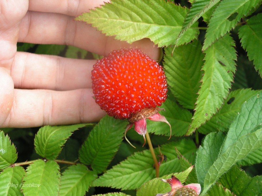 Малина сорт бальзам