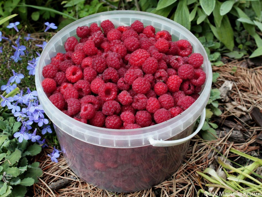 Малина ремонтантные сорта Атлант