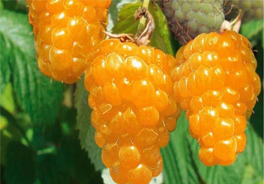 Сорт ремонтантной малины полька