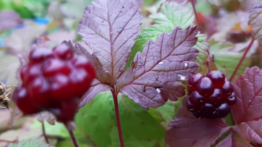 Ежевика Торнфри куст