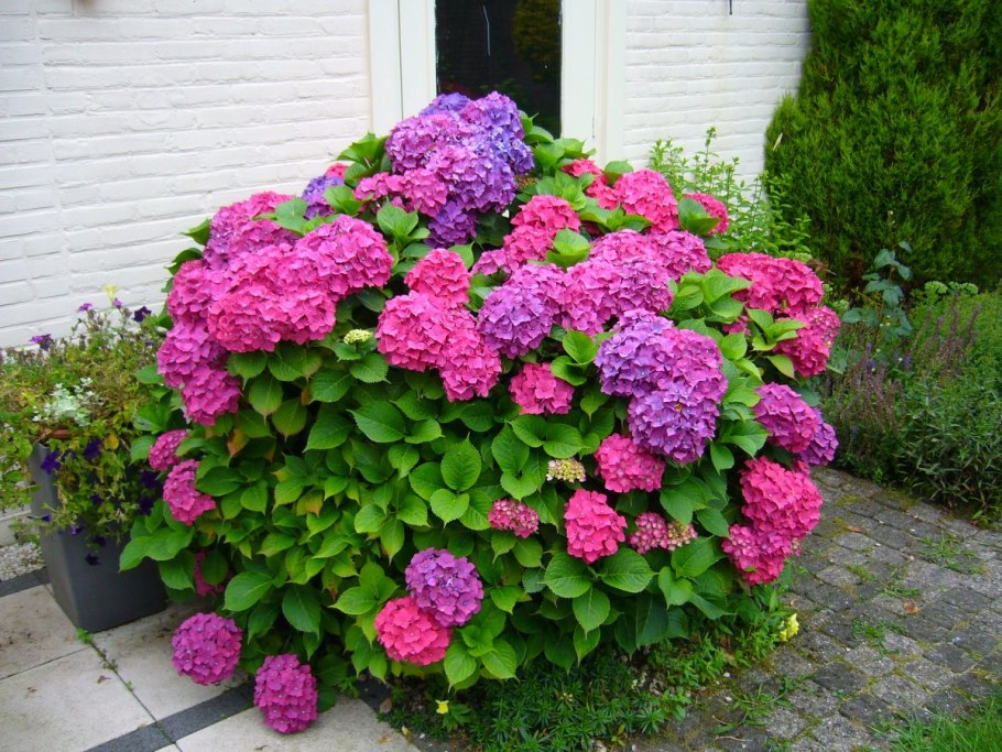 Лабазник пурпурный Элеганс (Filipendula purpurea elegans)