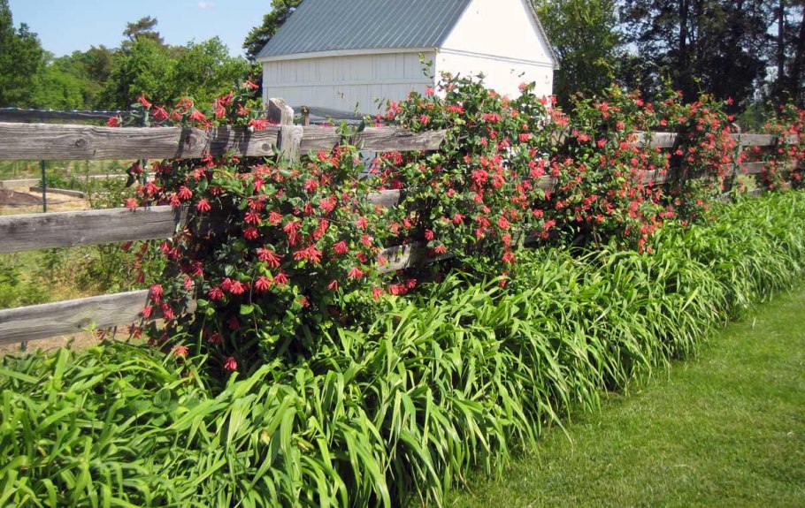 Княженика тибетская малина
