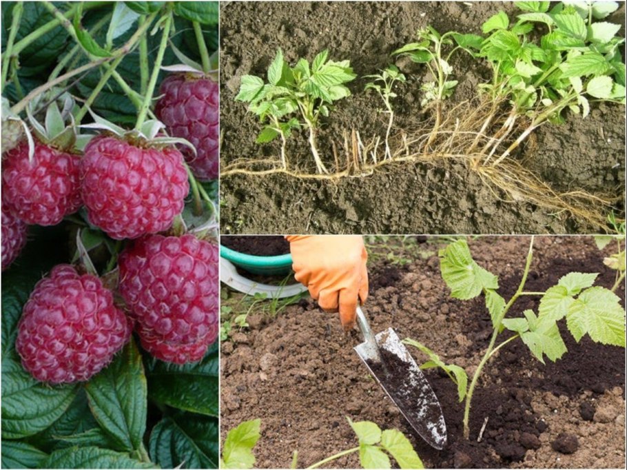 Малина ремонтантная Евразия