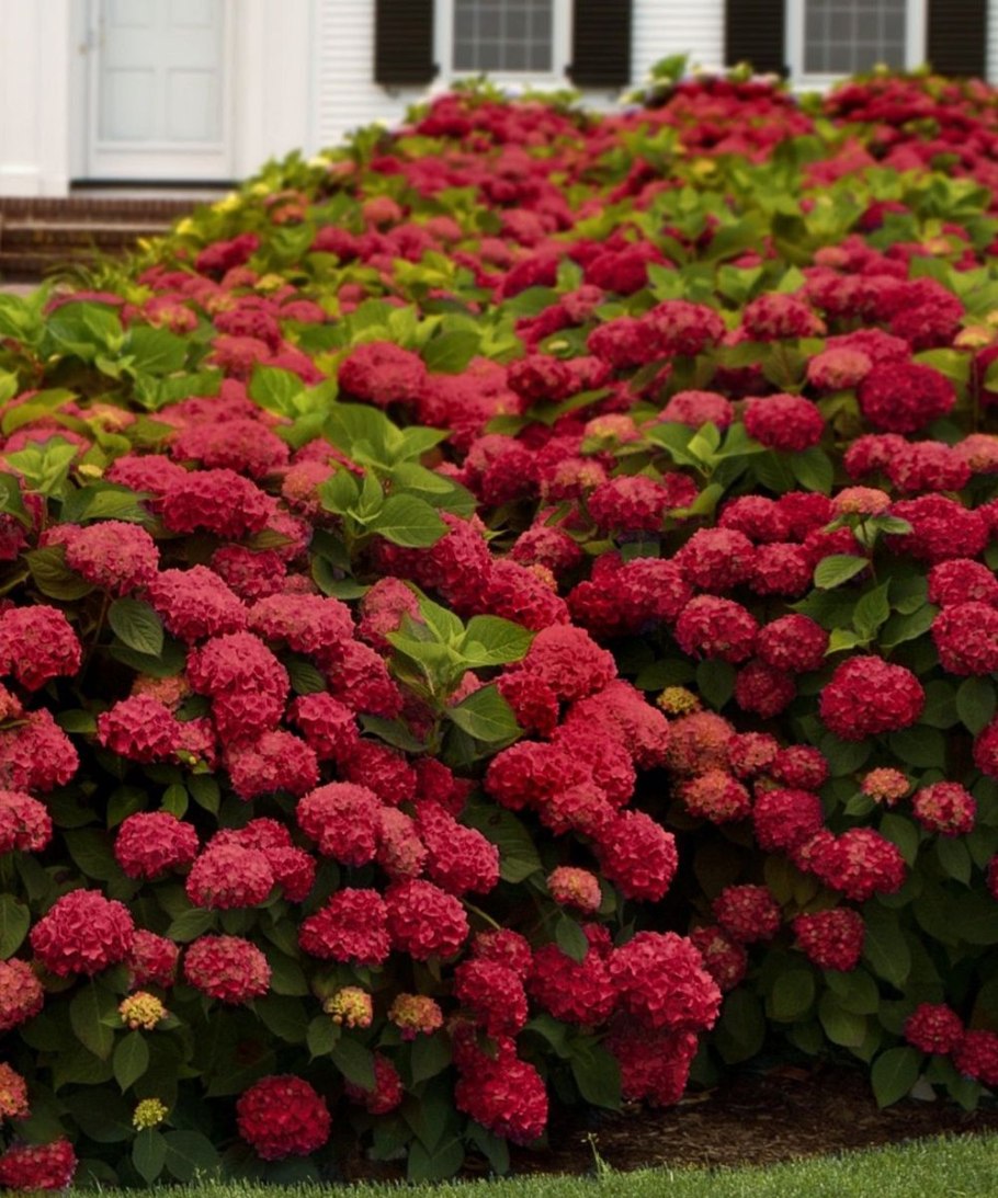 Малина вольница описание сорта