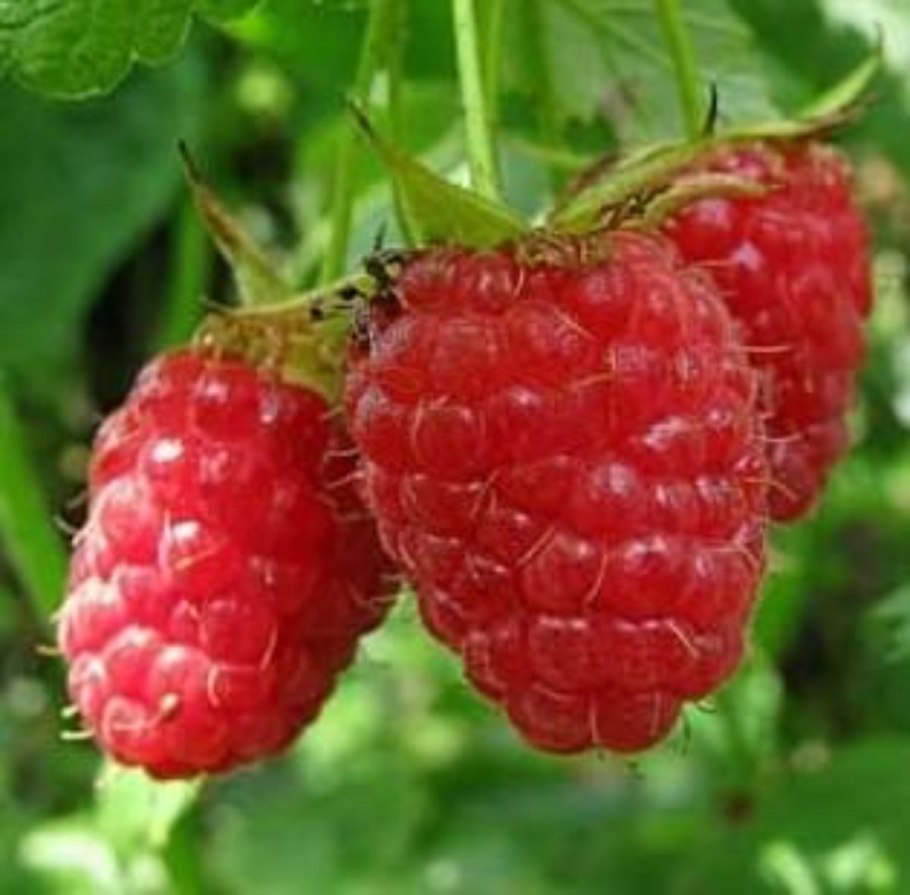 Маленькие розовые цветочки садовые