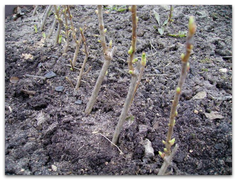 Размножение смородины осень