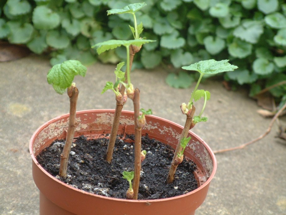 Посадка одревесневших черенков