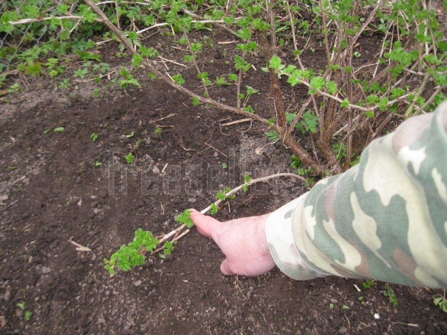 Вегетативное размножение