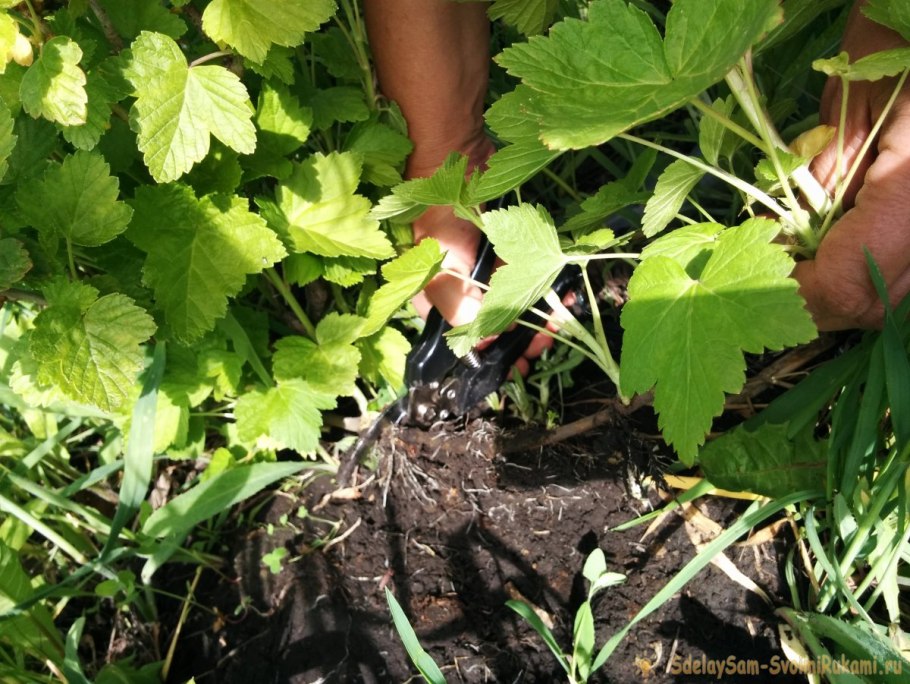 Смородина отводками