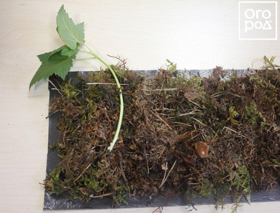 Черенки смородины и крыжовника