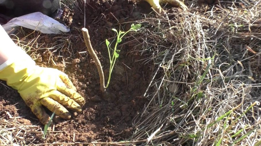 Ribes nigrum. 'Titania' р9, , шт