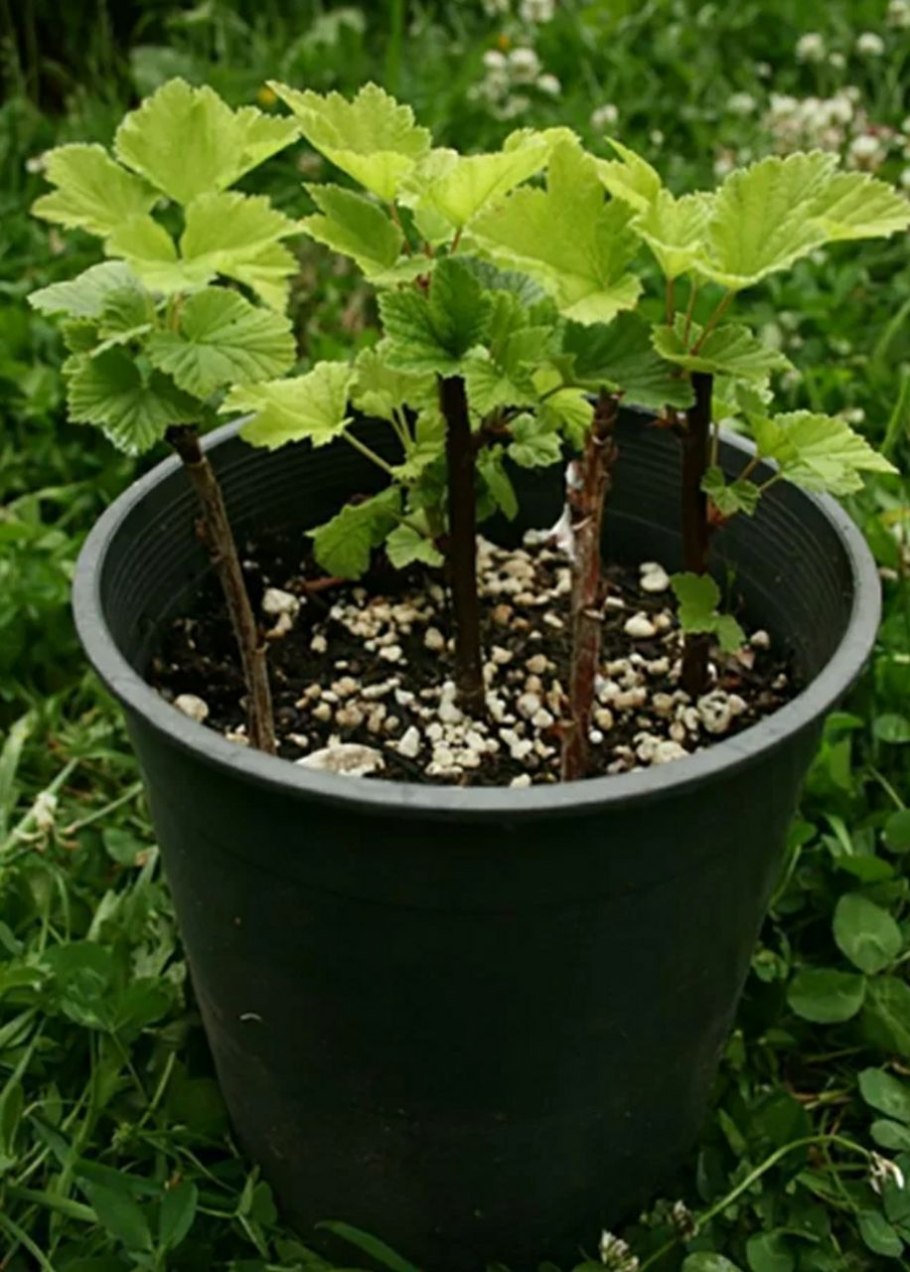 Рыхление крыжовника