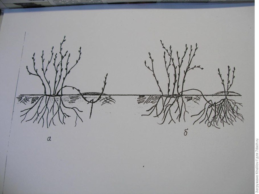 Земля для посадки смородины
