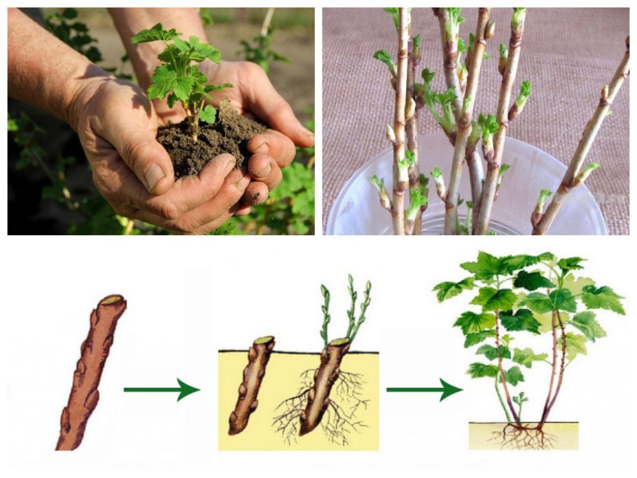 Стеблевой черенок смородины