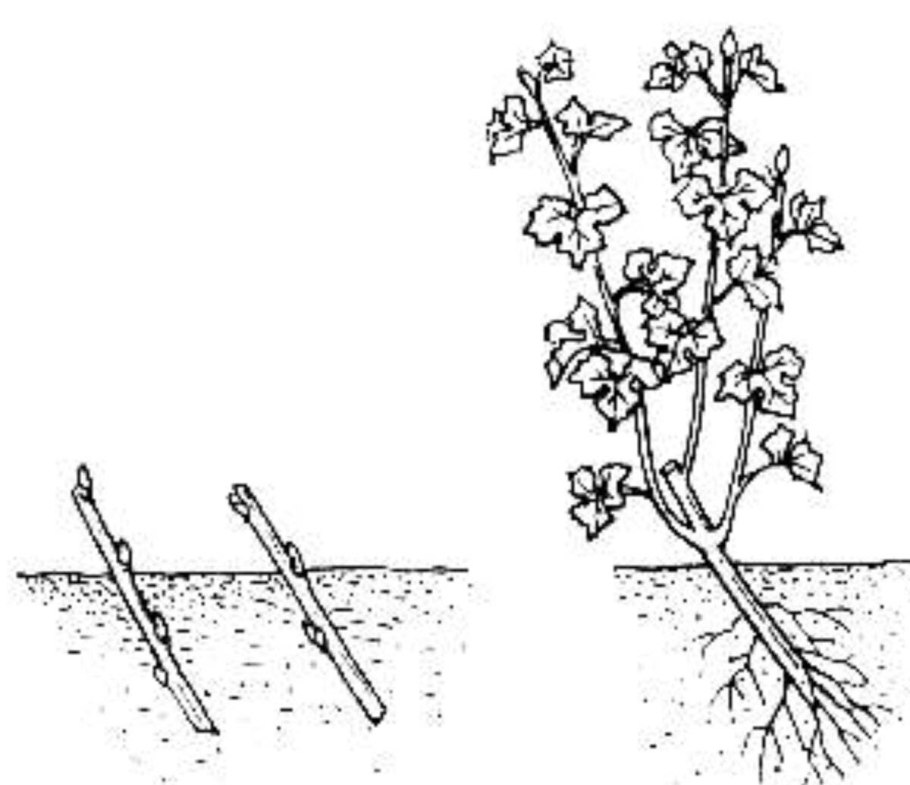Пузыреплодник Росток