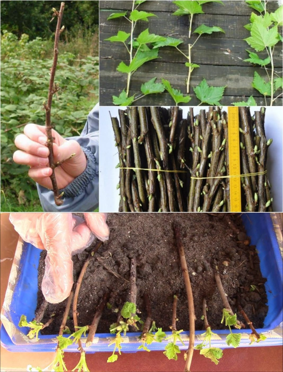 Черенки смородины в августе