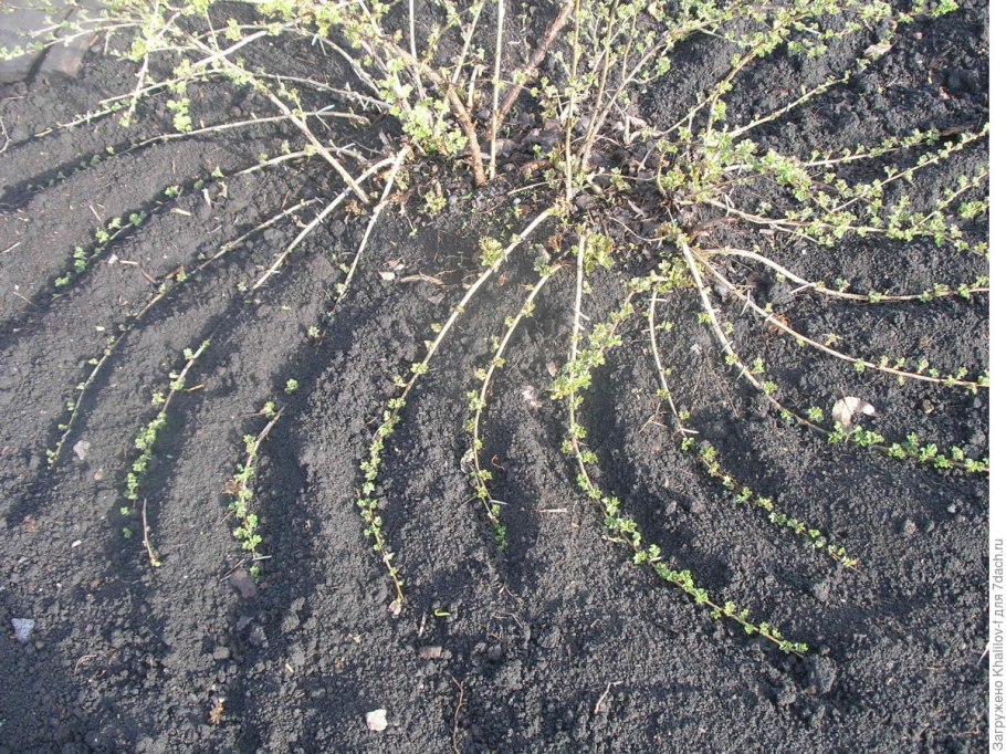 Размножение крыжовника отводками